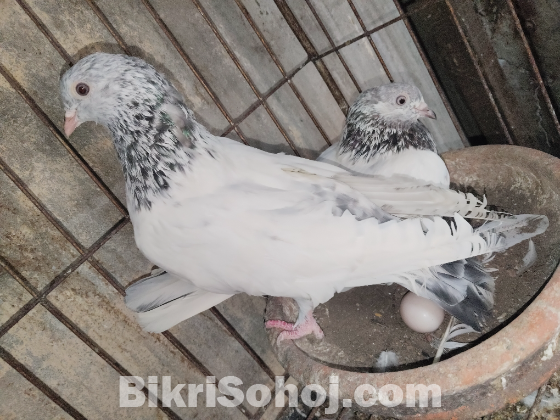 জিড়া গলা কষা